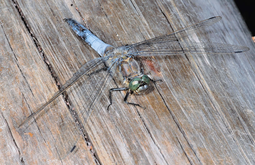 Che libellula ? - Orthetrum cancellatum